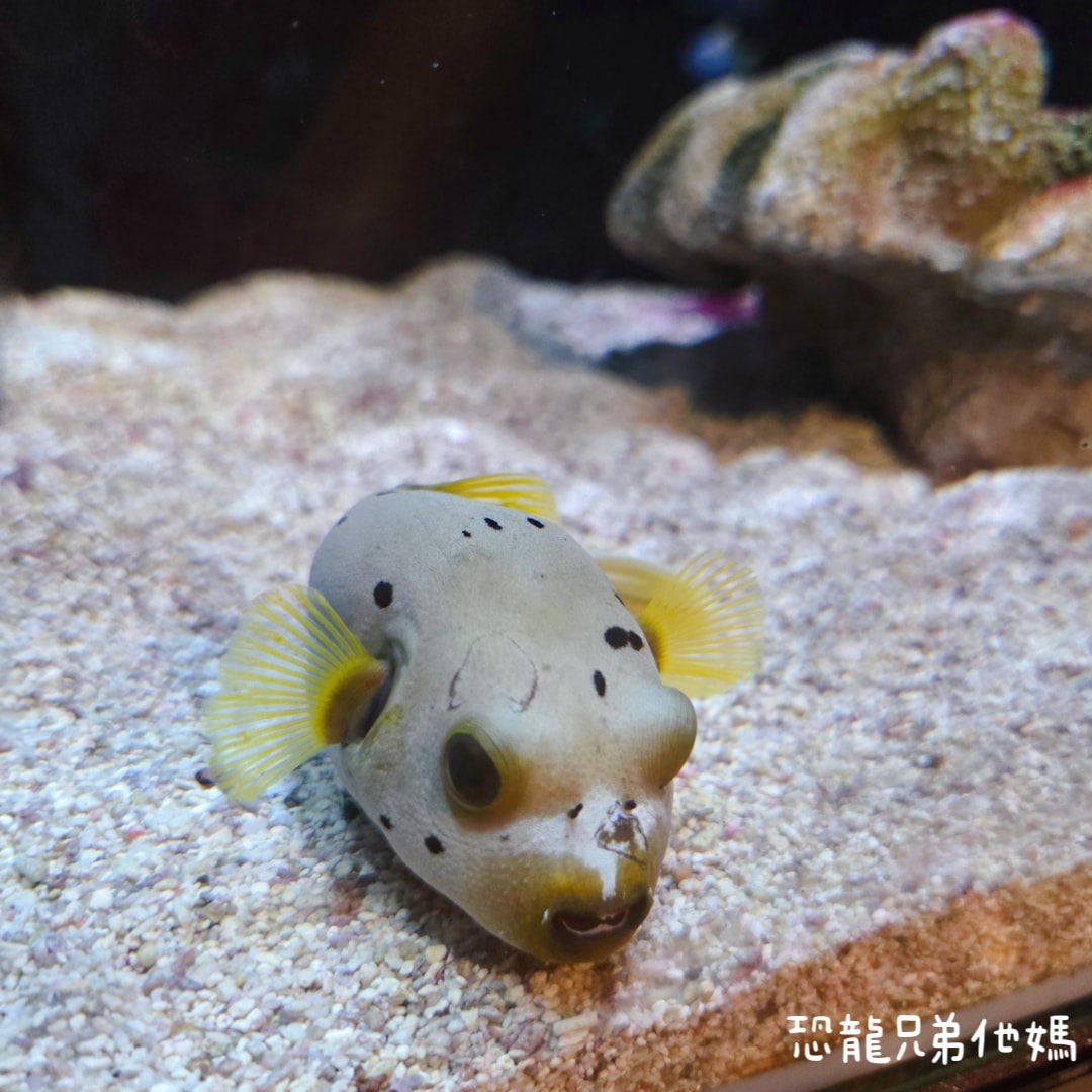 韓國‧濟洲水上星球(아쿠아플라넷제주 ,Aqua Planet),韓國最大水族館,超震撼海底隧道、海女潛水秀、超萌魟魚表演全攻略,濟州必玩景點!!2025.08 - 第106張圖 韓國‧濟洲水上星球(아쿠아플라넷제주 ,Aqua Planet),韓國最大水族館,超震撼海底隧道、海女潛水秀、超萌魟魚表演全攻略,濟州必玩景點!!2025.08