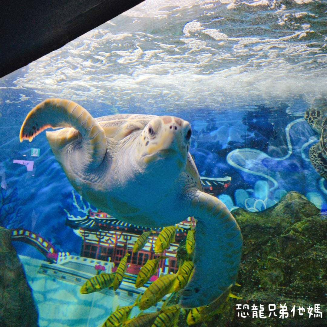 韓國‧濟洲水上星球(아쿠아플라넷제주 ,Aqua Planet),韓國最大水族館,超震撼海底隧道、海女潛水秀、超萌魟魚表演全攻略,濟州必玩景點!!2025.08 - 第109張圖 韓國‧濟洲水上星球(아쿠아플라넷제주 ,Aqua Planet),韓國最大水族館,超震撼海底隧道、海女潛水秀、超萌魟魚表演全攻略,濟州必玩景點!!2025.08