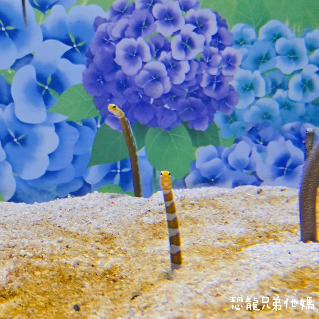 韓國‧濟洲水上星球(아쿠아플라넷제주 ,Aqua Planet),韓國最大水族館,超震撼海底隧道、海女潛水秀、超萌魟魚表演全攻略,濟州必玩景點!!2025.08 - 第110張圖 韓國‧濟洲水上星球(아쿠아플라넷제주 ,Aqua Planet),韓國最大水族館,超震撼海底隧道、海女潛水秀、超萌魟魚表演全攻略,濟州必玩景點!!2025.08