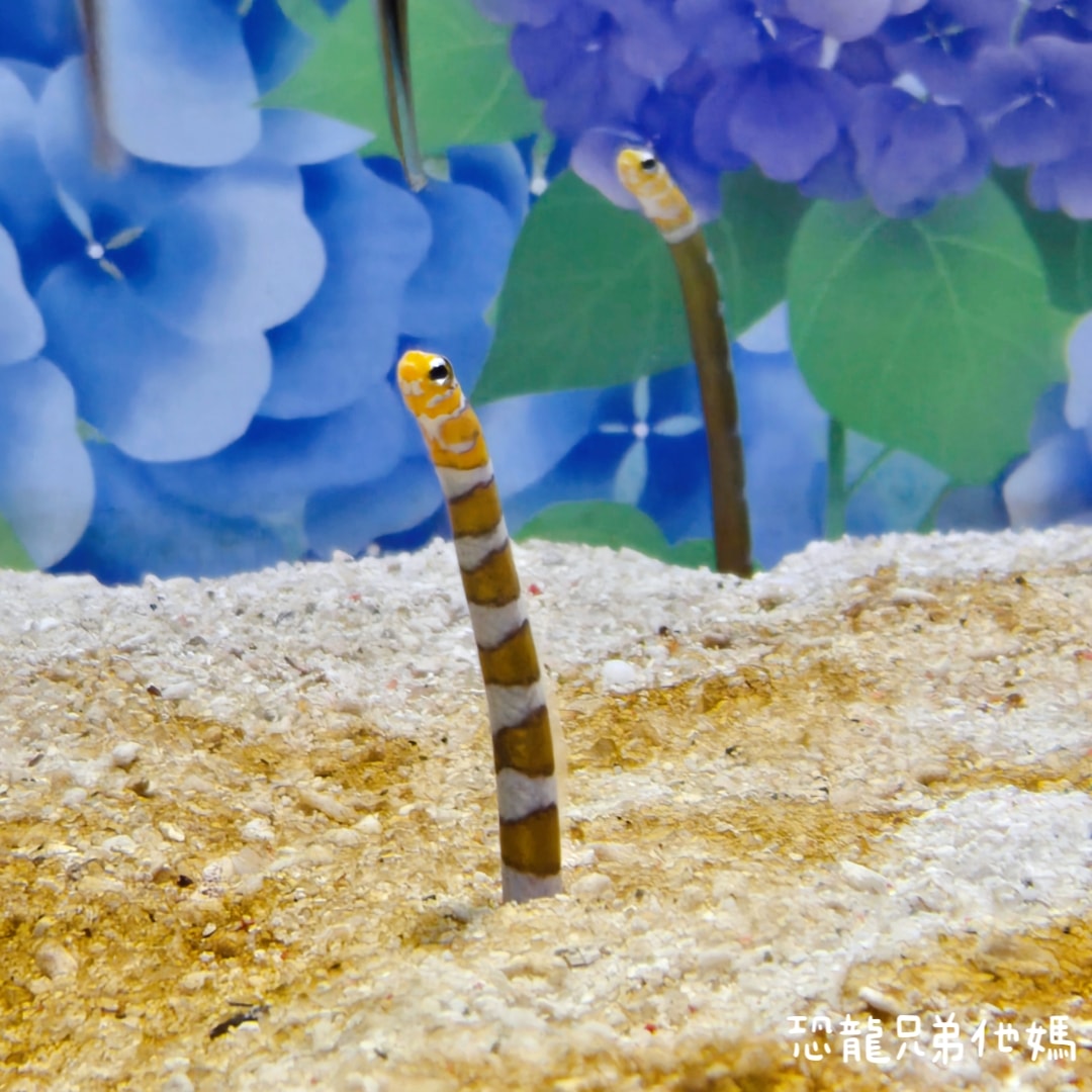 韓國‧濟洲水上星球(아쿠아플라넷제주 ,Aqua Planet),韓國最大水族館,超震撼海底隧道、海女潛水秀、超萌魟魚表演全攻略,濟州必玩景點!!2025.08 - 第111張圖 韓國‧濟洲水上星球(아쿠아플라넷제주 ,Aqua Planet),韓國最大水族館,超震撼海底隧道、海女潛水秀、超萌魟魚表演全攻略,濟州必玩景點!!2025.08