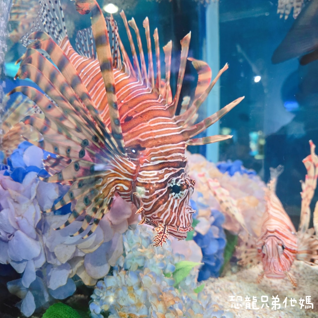 韓國‧濟洲水上星球(아쿠아플라넷제주 ,Aqua Planet),韓國最大水族館,超震撼海底隧道、海女潛水秀、超萌魟魚表演全攻略,濟州必玩景點!!2025.08 - 第113張圖 韓國‧濟洲水上星球(아쿠아플라넷제주 ,Aqua Planet),韓國最大水族館,超震撼海底隧道、海女潛水秀、超萌魟魚表演全攻略,濟州必玩景點!!2025.08