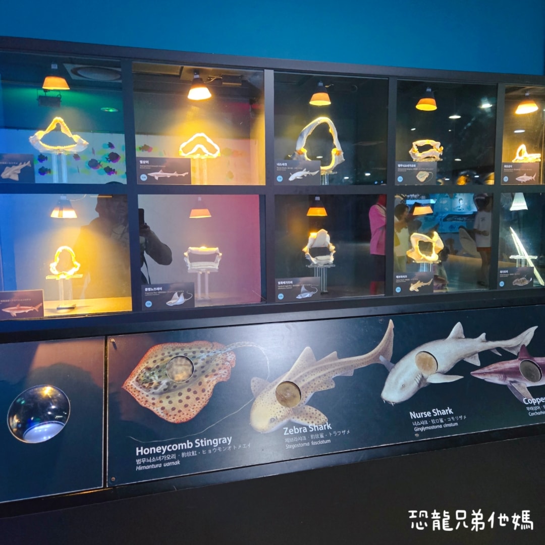 韓國‧濟洲水上星球(아쿠아플라넷제주 ,Aqua Planet),韓國最大水族館,超震撼海底隧道、海女潛水秀、超萌魟魚表演全攻略,濟州必玩景點!!2025.08 - 第122張圖 韓國‧濟洲水上星球(아쿠아플라넷제주 ,Aqua Planet),韓國最大水族館,超震撼海底隧道、海女潛水秀、超萌魟魚表演全攻略,濟州必玩景點!!2025.08