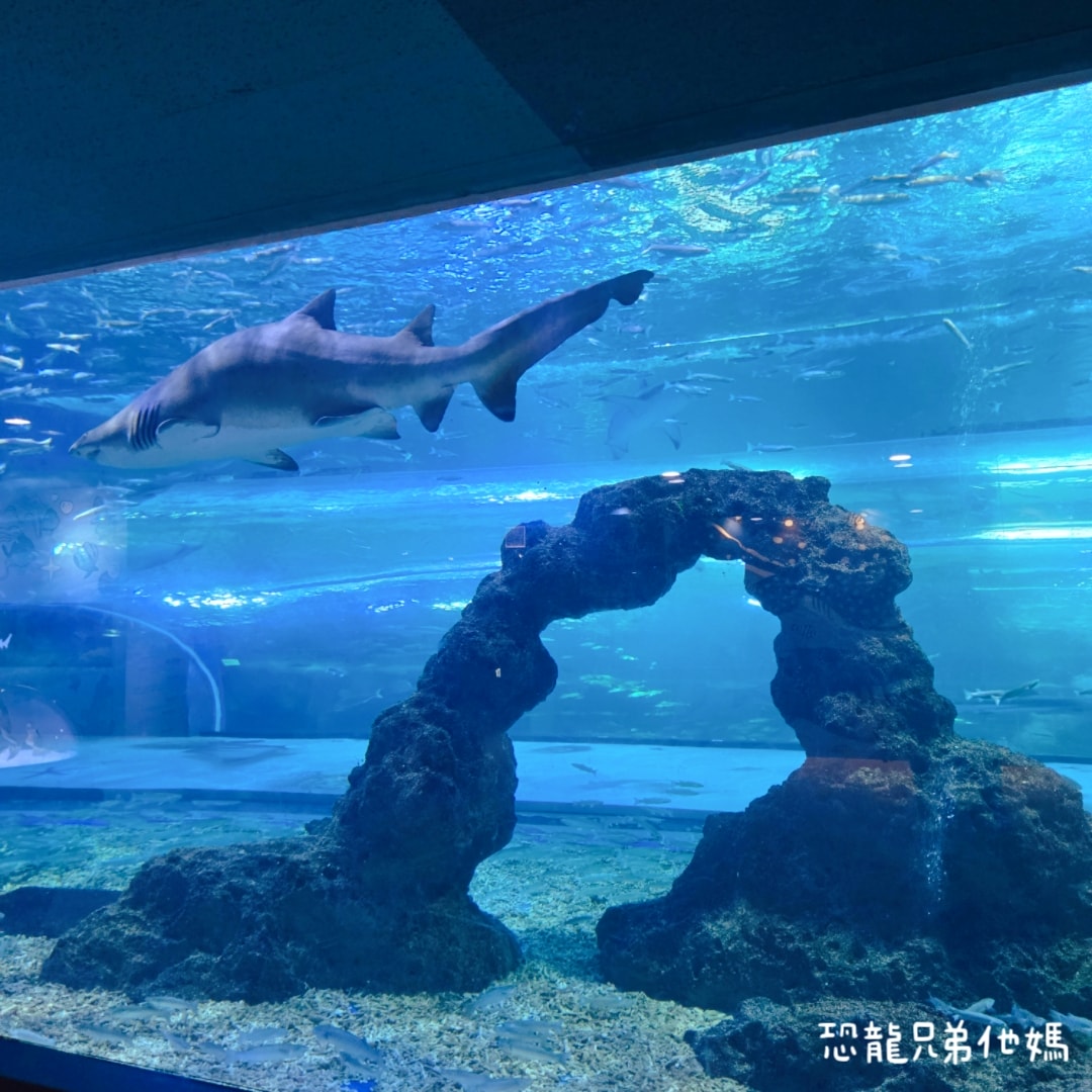 韓國‧濟洲水上星球(아쿠아플라넷제주 ,Aqua Planet)，韓國最大水族館，超震撼海底隧道、海女潛水秀、超萌魟魚表演全攻略，濟州必玩景點!!2025.08