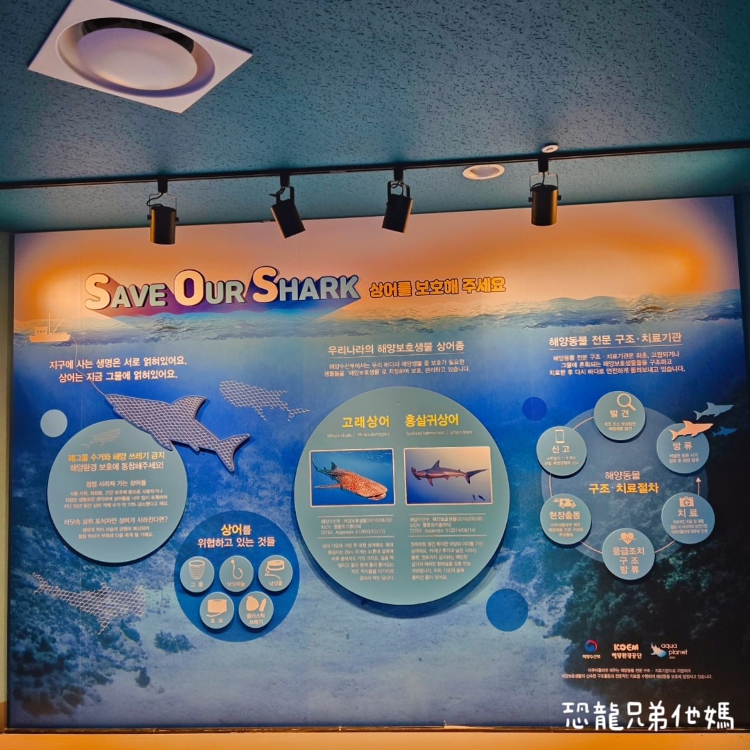 韓國‧濟洲水上星球(아쿠아플라넷제주 ,Aqua Planet),韓國最大水族館,超震撼海底隧道、海女潛水秀、超萌魟魚表演全攻略,濟州必玩景點!!2025.08 - 第119張圖 韓國‧濟洲水上星球(아쿠아플라넷제주 ,Aqua Planet),韓國最大水族館,超震撼海底隧道、海女潛水秀、超萌魟魚表演全攻略,濟州必玩景點!!2025.08
