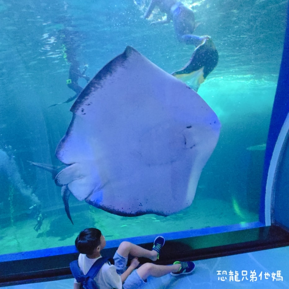 韓國‧濟洲水上星球(아쿠아플라넷제주 ,Aqua Planet),韓國最大水族館,超震撼海底隧道、海女潛水秀、超萌魟魚表演全攻略,濟州必玩景點!!2025.08 - 第129張圖 韓國‧濟洲水上星球(아쿠아플라넷제주 ,Aqua Planet),韓國最大水族館,超震撼海底隧道、海女潛水秀、超萌魟魚表演全攻略,濟州必玩景點!!2025.08