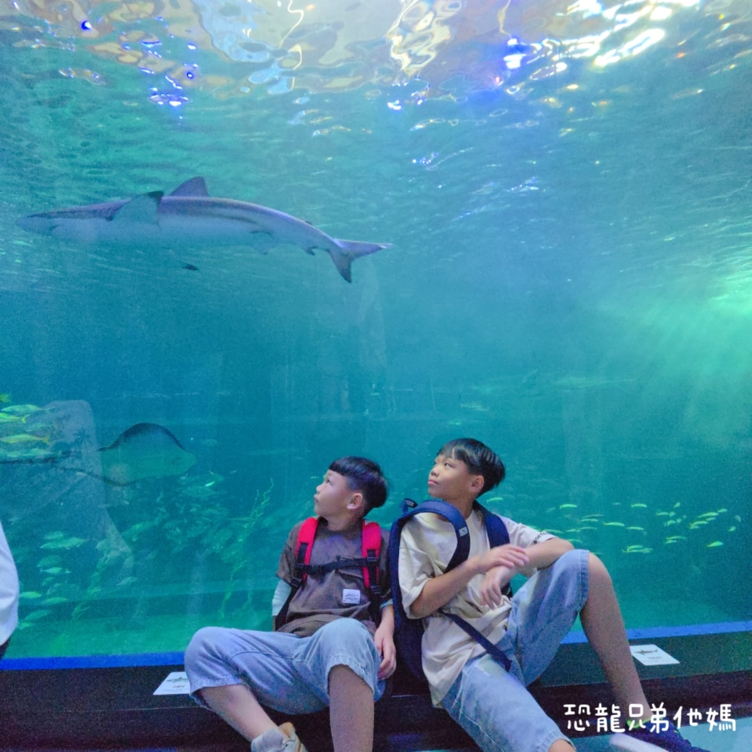 韓國‧濟洲水上星球(아쿠아플라넷제주 ,Aqua Planet),韓國最大水族館,超震撼海底隧道、海女潛水秀、超萌魟魚表演全攻略,濟州必玩景點!!2025.08 - 第130張圖 韓國‧濟洲水上星球(아쿠아플라넷제주 ,Aqua Planet),韓國最大水族館,超震撼海底隧道、海女潛水秀、超萌魟魚表演全攻略,濟州必玩景點!!2025.08
