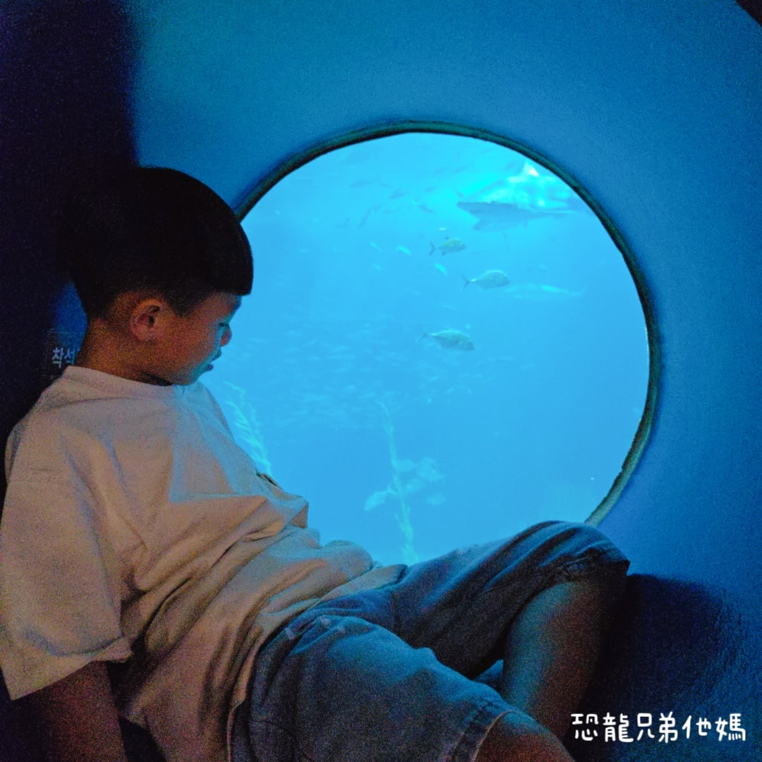 韓國‧濟洲水上星球(아쿠아플라넷제주 ,Aqua Planet),韓國最大水族館,超震撼海底隧道、海女潛水秀、超萌魟魚表演全攻略,濟州必玩景點!!2025.08 - 第137張圖 韓國‧濟洲水上星球(아쿠아플라넷제주 ,Aqua Planet),韓國最大水族館,超震撼海底隧道、海女潛水秀、超萌魟魚表演全攻略,濟州必玩景點!!2025.08