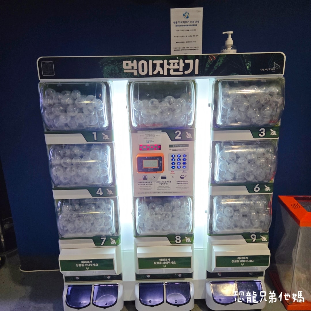 韓國‧濟洲水上星球(아쿠아플라넷제주 ,Aqua Planet),韓國最大水族館,超震撼海底隧道、海女潛水秀、超萌魟魚表演全攻略,濟州必玩景點!!2025.08 - 第142張圖 韓國‧濟洲水上星球(아쿠아플라넷제주 ,Aqua Planet),韓國最大水族館,超震撼海底隧道、海女潛水秀、超萌魟魚表演全攻略,濟州必玩景點!!2025.08