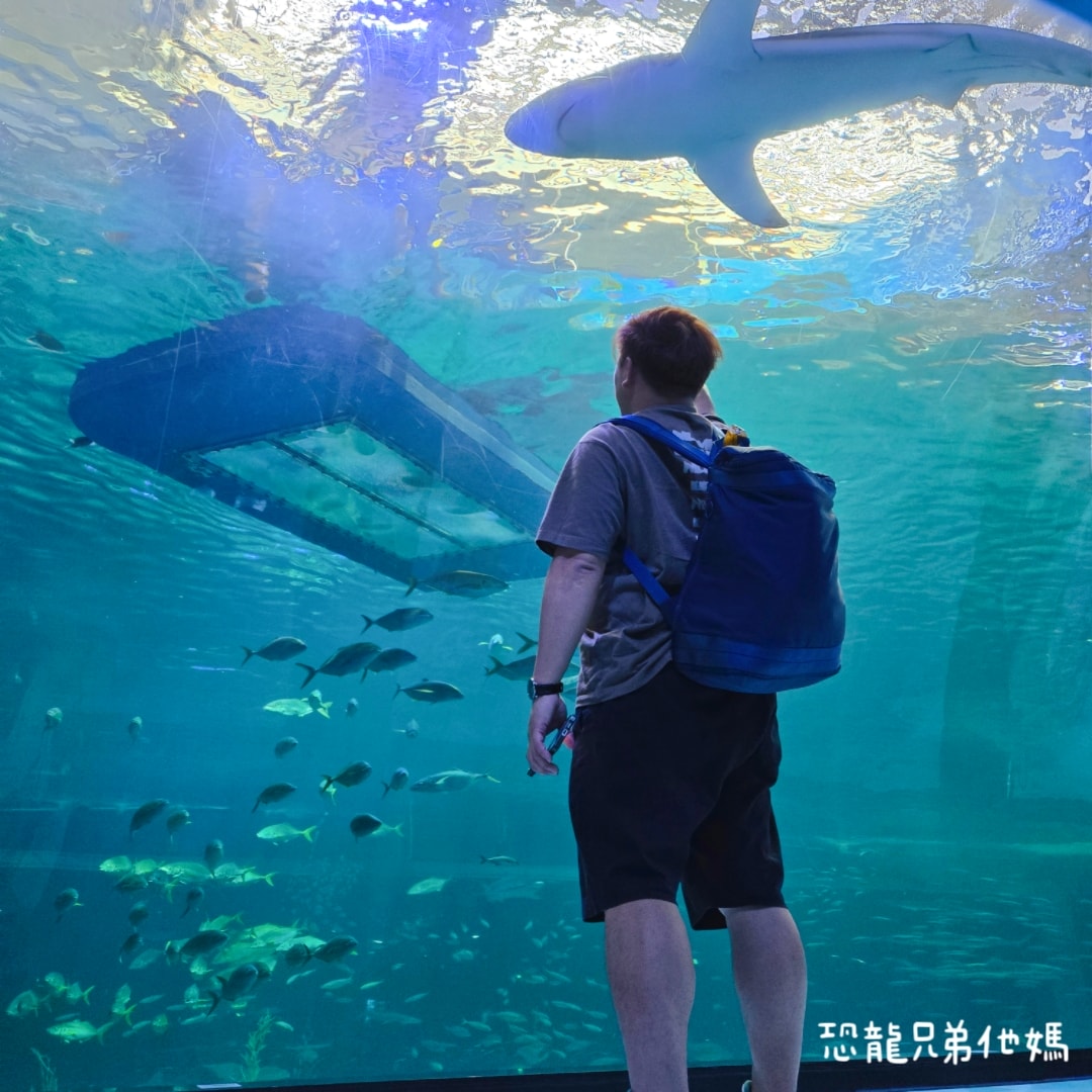 韓國‧濟洲水上星球(아쿠아플라넷제주 ,Aqua Planet),韓國最大水族館,超震撼海底隧道、海女潛水秀、超萌魟魚表演全攻略,濟州必玩景點!!2025.08 - 第131張圖 韓國‧濟洲水上星球(아쿠아플라넷제주 ,Aqua Planet),韓國最大水族館,超震撼海底隧道、海女潛水秀、超萌魟魚表演全攻略,濟州必玩景點!!2025.08