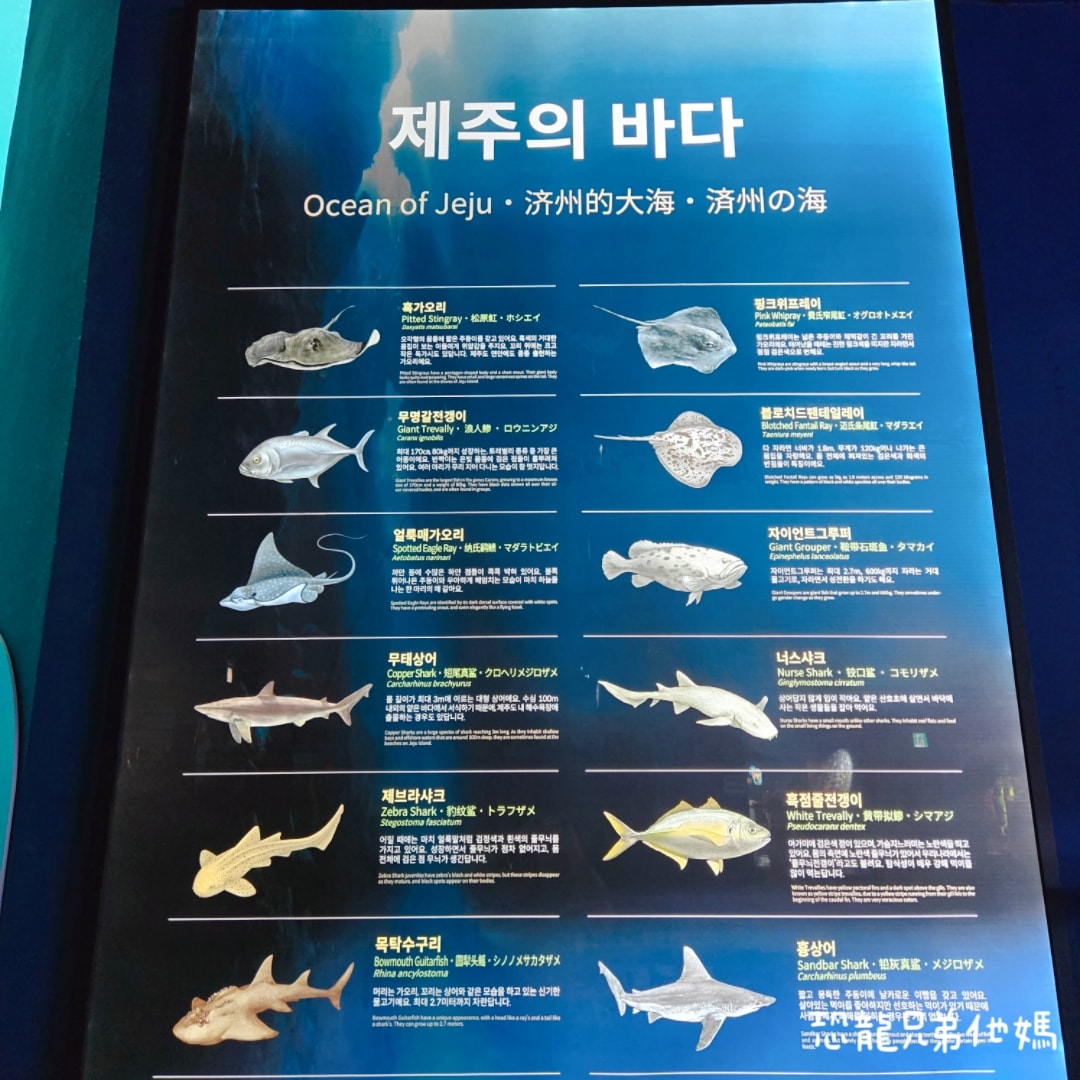 韓國‧濟洲水上星球(아쿠아플라넷제주 ,Aqua Planet),韓國最大水族館,超震撼海底隧道、海女潛水秀、超萌魟魚表演全攻略,濟州必玩景點!!2025.08 - 第160張圖 韓國‧濟洲水上星球(아쿠아플라넷제주 ,Aqua Planet),韓國最大水族館,超震撼海底隧道、海女潛水秀、超萌魟魚表演全攻略,濟州必玩景點!!2025.08