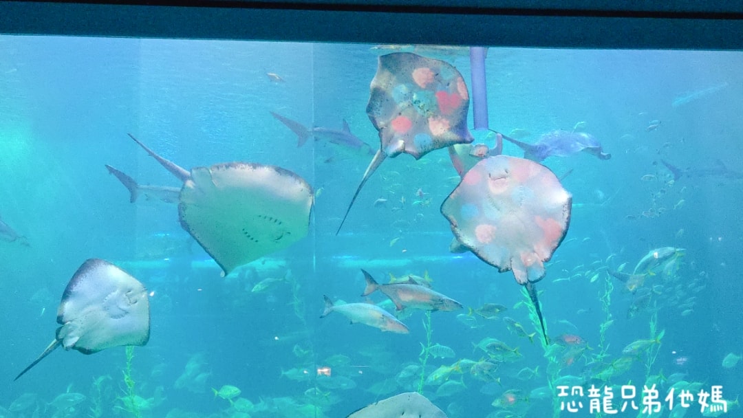 韓國‧濟洲水上星球(아쿠아플라넷제주 ,Aqua Planet),韓國最大水族館,超震撼海底隧道、海女潛水秀、超萌魟魚表演全攻略,濟州必玩景點!!2025.08 - 第158張圖 韓國‧濟洲水上星球(아쿠아플라넷제주 ,Aqua Planet),韓國最大水族館,超震撼海底隧道、海女潛水秀、超萌魟魚表演全攻略,濟州必玩景點!!2025.08