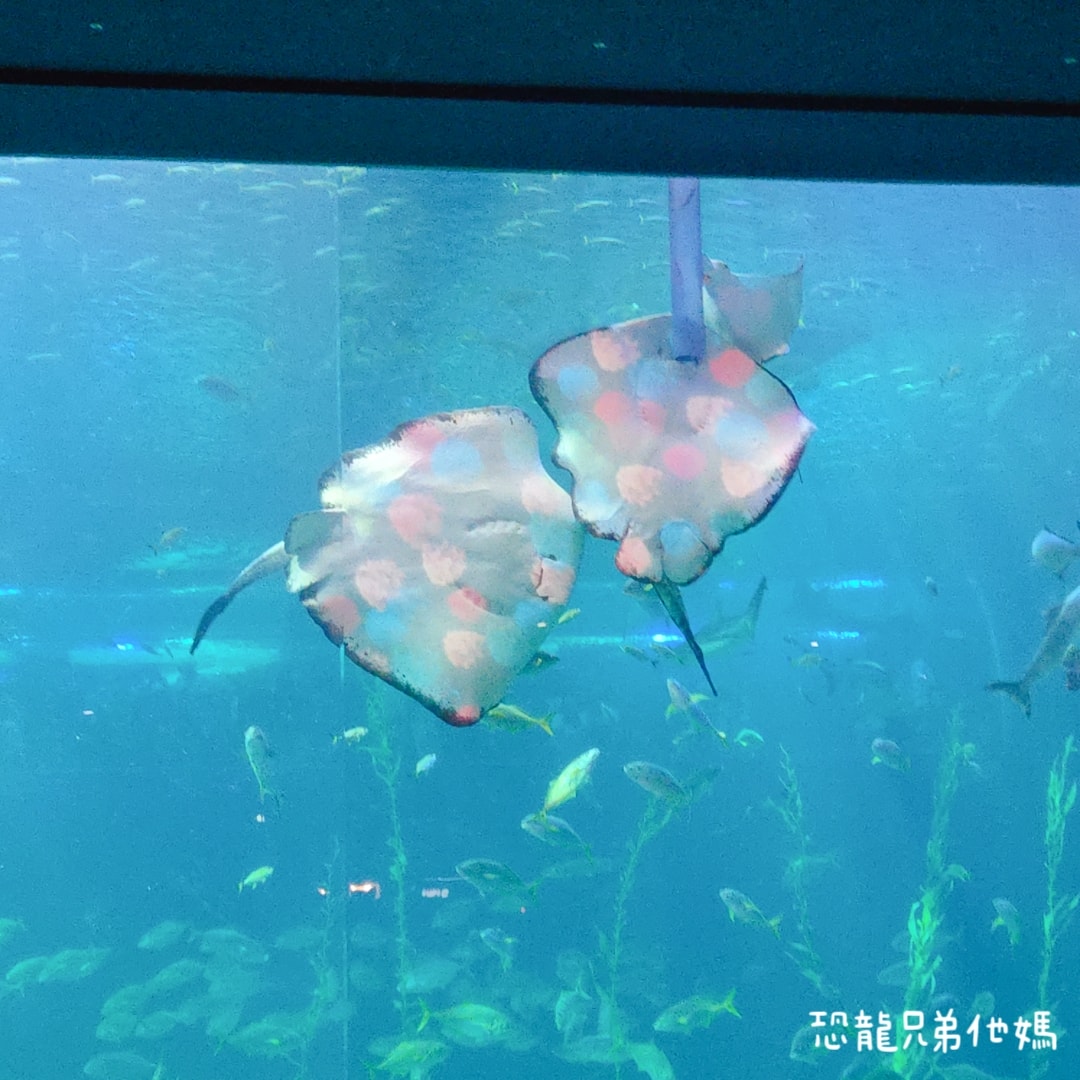 韓國‧濟洲水上星球(아쿠아플라넷제주 ,Aqua Planet),韓國最大水族館,超震撼海底隧道、海女潛水秀、超萌魟魚表演全攻略,濟州必玩景點!!2025.08 - 第159張圖 韓國‧濟洲水上星球(아쿠아플라넷제주 ,Aqua Planet),韓國最大水族館,超震撼海底隧道、海女潛水秀、超萌魟魚表演全攻略,濟州必玩景點!!2025.08