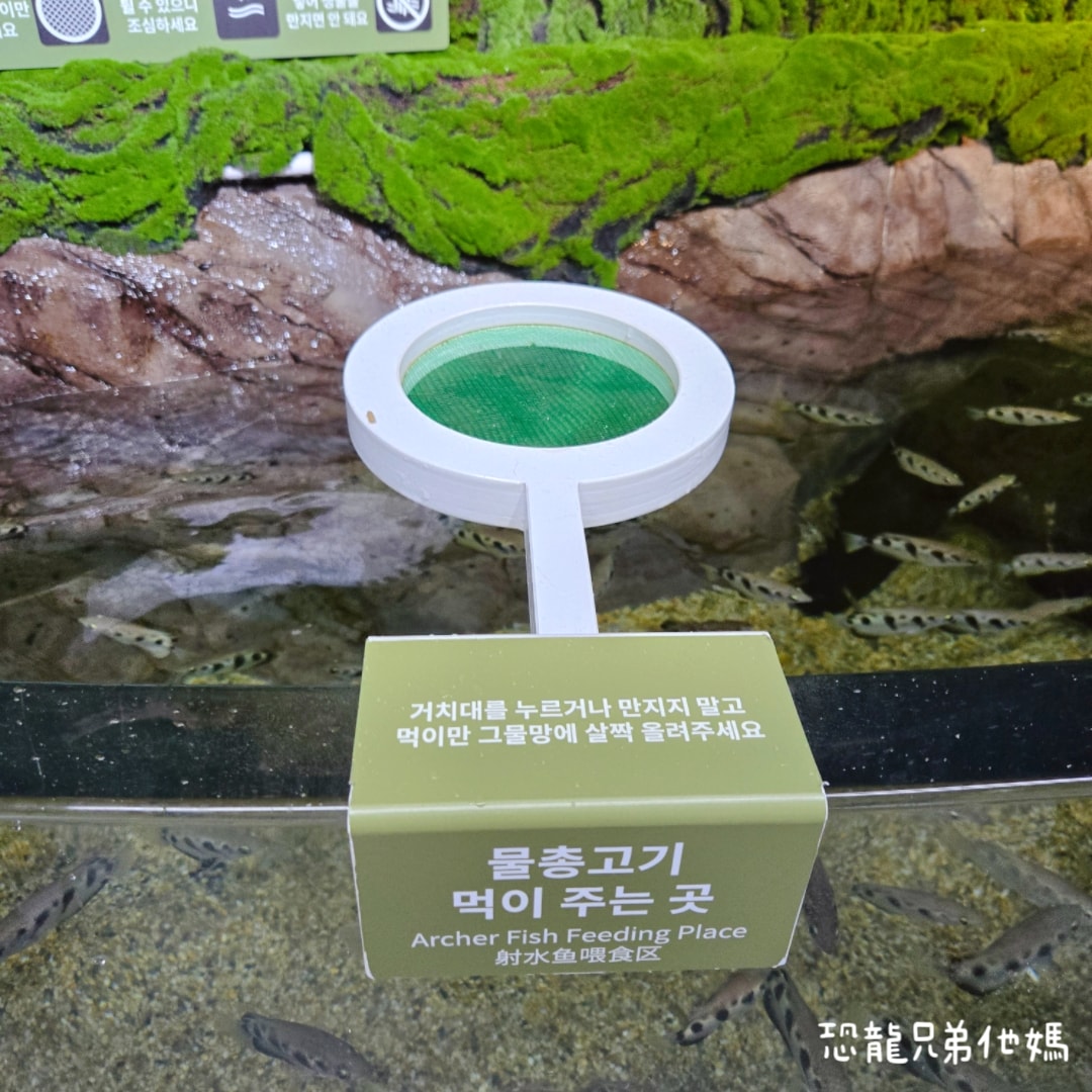 韓國‧濟洲水上星球(아쿠아플라넷제주 ,Aqua Planet),韓國最大水族館,超震撼海底隧道、海女潛水秀、超萌魟魚表演全攻略,濟州必玩景點!!2025.08 - 第168張圖 韓國‧濟洲水上星球(아쿠아플라넷제주 ,Aqua Planet),韓國最大水族館,超震撼海底隧道、海女潛水秀、超萌魟魚表演全攻略,濟州必玩景點!!2025.08