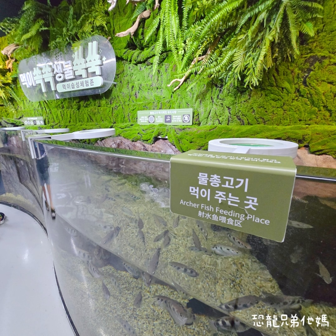韓國‧濟洲水上星球(아쿠아플라넷제주 ,Aqua Planet),韓國最大水族館,超震撼海底隧道、海女潛水秀、超萌魟魚表演全攻略,濟州必玩景點!!2025.08 - 第169張圖 韓國‧濟洲水上星球(아쿠아플라넷제주 ,Aqua Planet),韓國最大水族館,超震撼海底隧道、海女潛水秀、超萌魟魚表演全攻略,濟州必玩景點!!2025.08