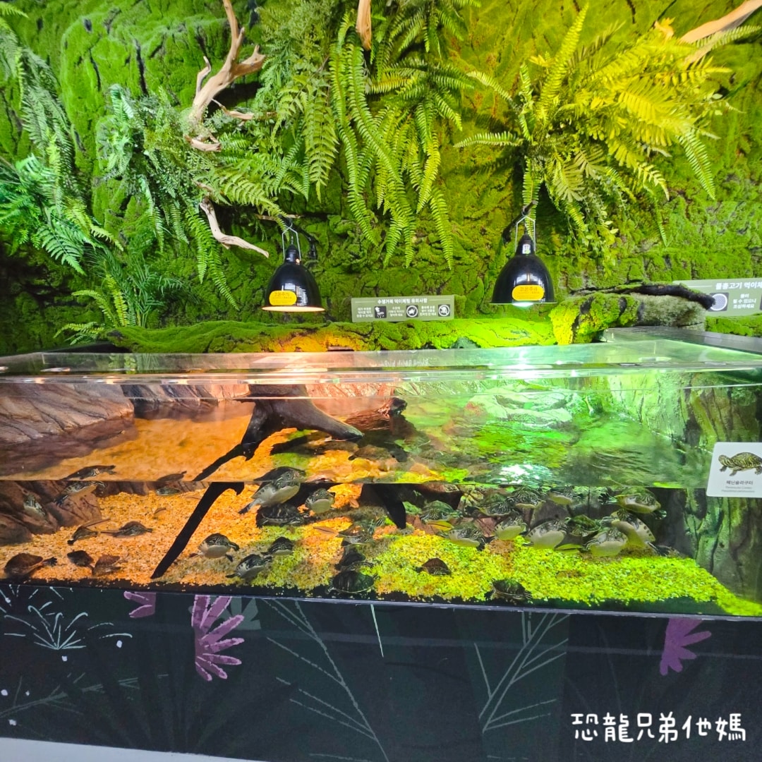 韓國‧濟洲水上星球(아쿠아플라넷제주 ,Aqua Planet),韓國最大水族館,超震撼海底隧道、海女潛水秀、超萌魟魚表演全攻略,濟州必玩景點!!2025.08 - 第166張圖 韓國‧濟洲水上星球(아쿠아플라넷제주 ,Aqua Planet),韓國最大水族館,超震撼海底隧道、海女潛水秀、超萌魟魚表演全攻略,濟州必玩景點!!2025.08