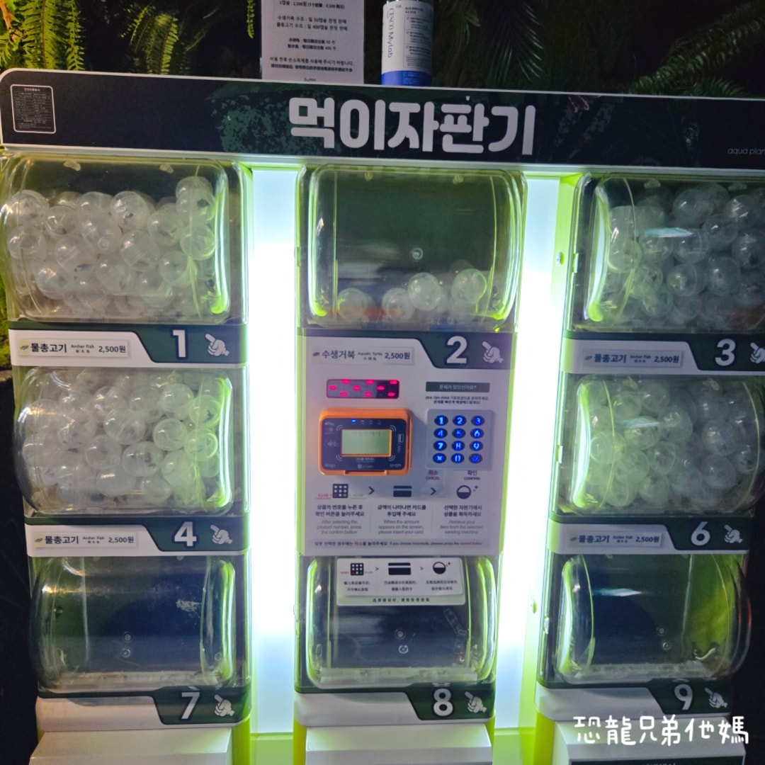 韓國‧濟洲水上星球(아쿠아플라넷제주 ,Aqua Planet),韓國最大水族館,超震撼海底隧道、海女潛水秀、超萌魟魚表演全攻略,濟州必玩景點!!2025.08 - 第170張圖 韓國‧濟洲水上星球(아쿠아플라넷제주 ,Aqua Planet),韓國最大水族館,超震撼海底隧道、海女潛水秀、超萌魟魚表演全攻略,濟州必玩景點!!2025.08