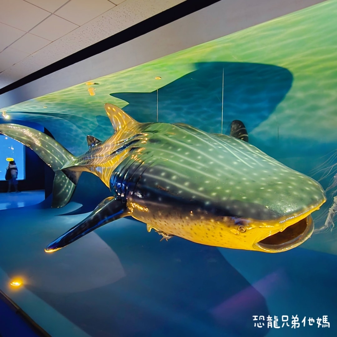 韓國‧濟洲水上星球(아쿠아플라넷제주 ,Aqua Planet),韓國最大水族館,超震撼海底隧道、海女潛水秀、超萌魟魚表演全攻略,濟州必玩景點!!2025.08 - 第173張圖 韓國‧濟洲水上星球(아쿠아플라넷제주 ,Aqua Planet),韓國最大水族館,超震撼海底隧道、海女潛水秀、超萌魟魚表演全攻略,濟州必玩景點!!2025.08