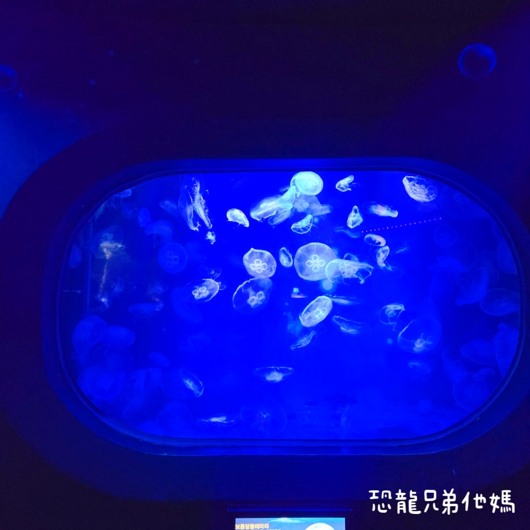 韓國‧濟洲水上星球(아쿠아플라넷제주 ,Aqua Planet)，韓國最大水族館，超震撼海底隧道、海女潛水秀、超萌魟魚表演全攻略，濟州必玩景點!!2025.08