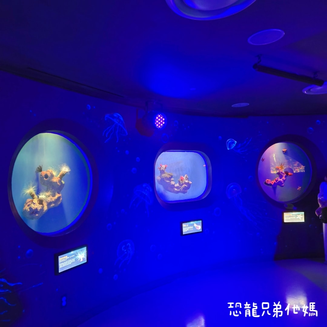 韓國‧濟洲水上星球(아쿠아플라넷제주 ,Aqua Planet),韓國最大水族館,超震撼海底隧道、海女潛水秀、超萌魟魚表演全攻略,濟州必玩景點!!2025.08 - 第181張圖 韓國‧濟洲水上星球(아쿠아플라넷제주 ,Aqua Planet),韓國最大水族館,超震撼海底隧道、海女潛水秀、超萌魟魚表演全攻略,濟州必玩景點!!2025.08