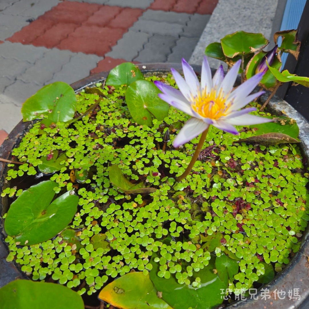 屏東▪︎佳冬|假日限定!像走入美術館般優雅的泰國蝦餐廳-荷塘有蝦小館,餐點美味精緻一吃就愛上,活跳跳泰國蝦直接上桌! - 第7張圖