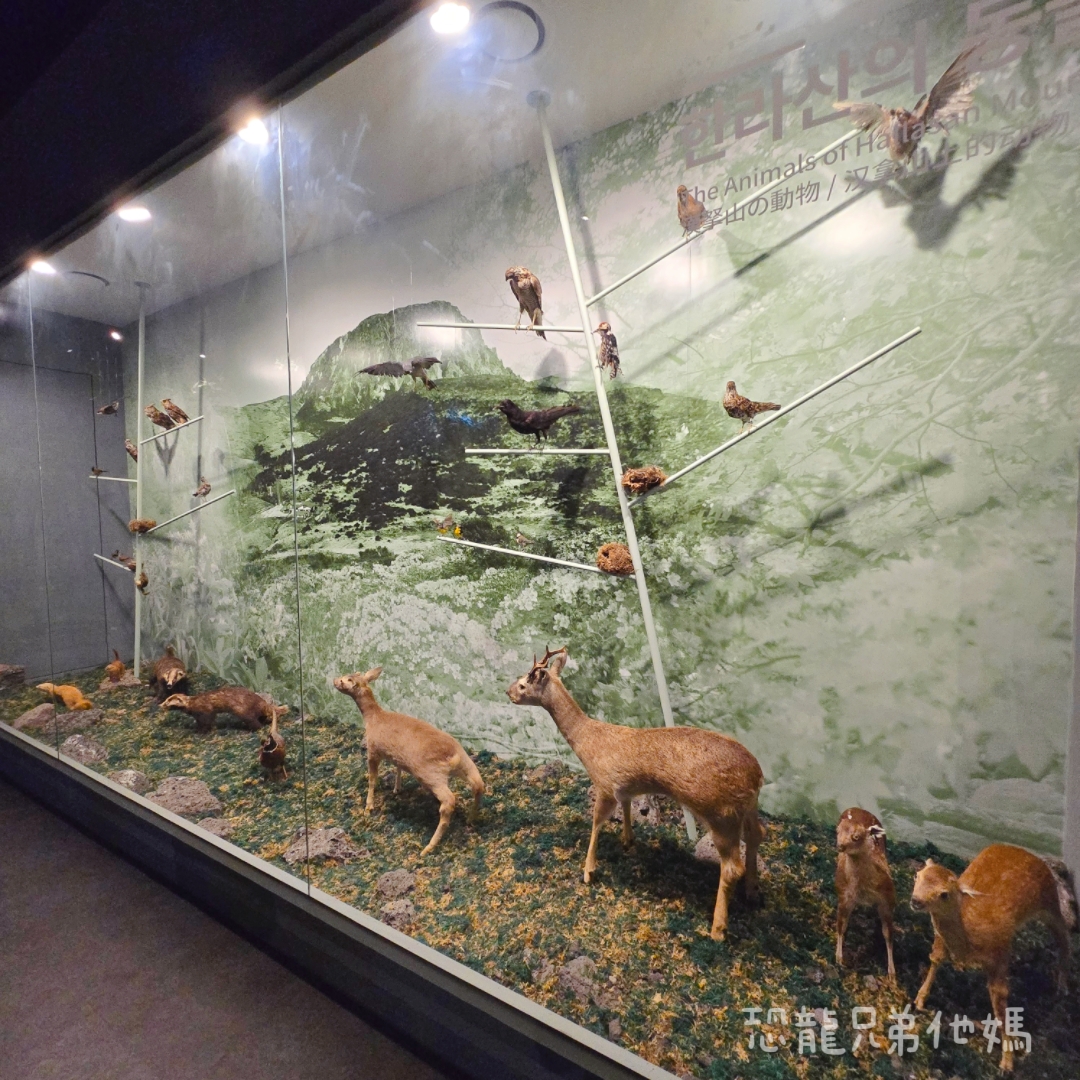 濟州島｜漢拏山國立公園，御乘生岳( 어승생악)和漢拏山旅客服務中心走走。2025.08