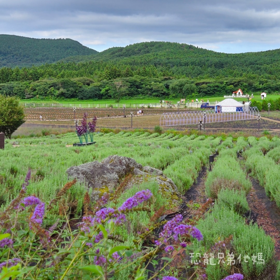 韓國‧濟州島│親子必玩 “ECOLAND 森林小火車樂園 “，夏日限定超刺激水槍大戰，園區好美好玩又好拍，大草皮上餵馬羊，限定表演秀!2025.8