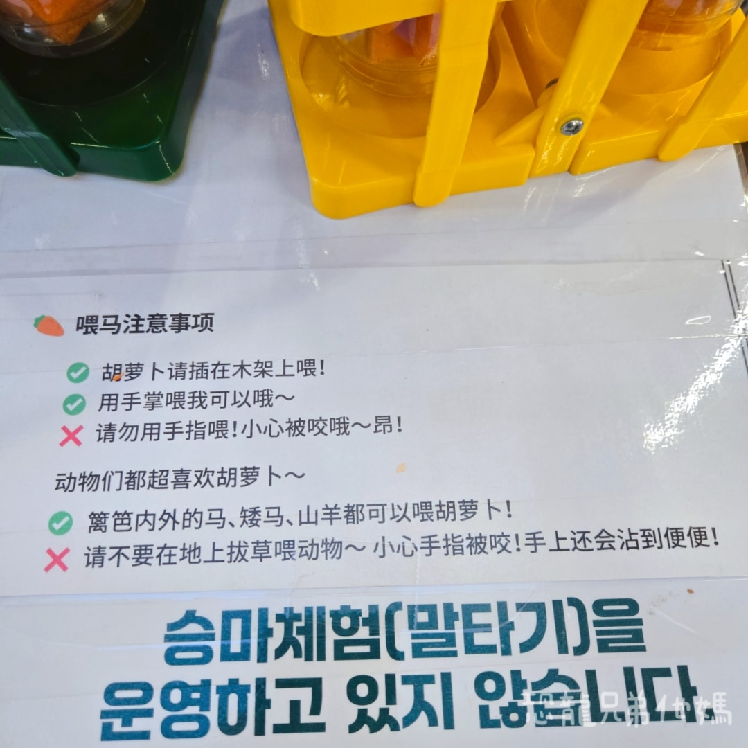 韓國‧濟州島│親子必玩 “ECOLAND 森林小火車樂園 “，夏日限定超刺激水槍大戰，園區好美好玩又好拍，大草皮上餵馬羊，限定表演秀!2025.8