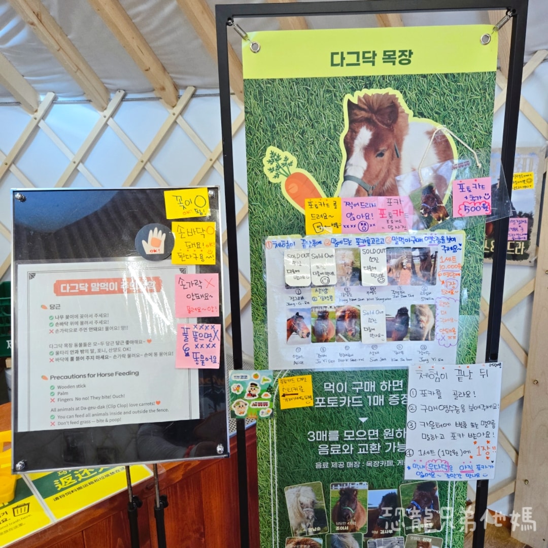 韓國‧濟州島│親子必玩 “ECOLAND 森林小火車樂園 “，夏日限定超刺激水槍大戰，園區好美好玩又好拍，大草皮上餵馬羊，限定表演秀!2025.8