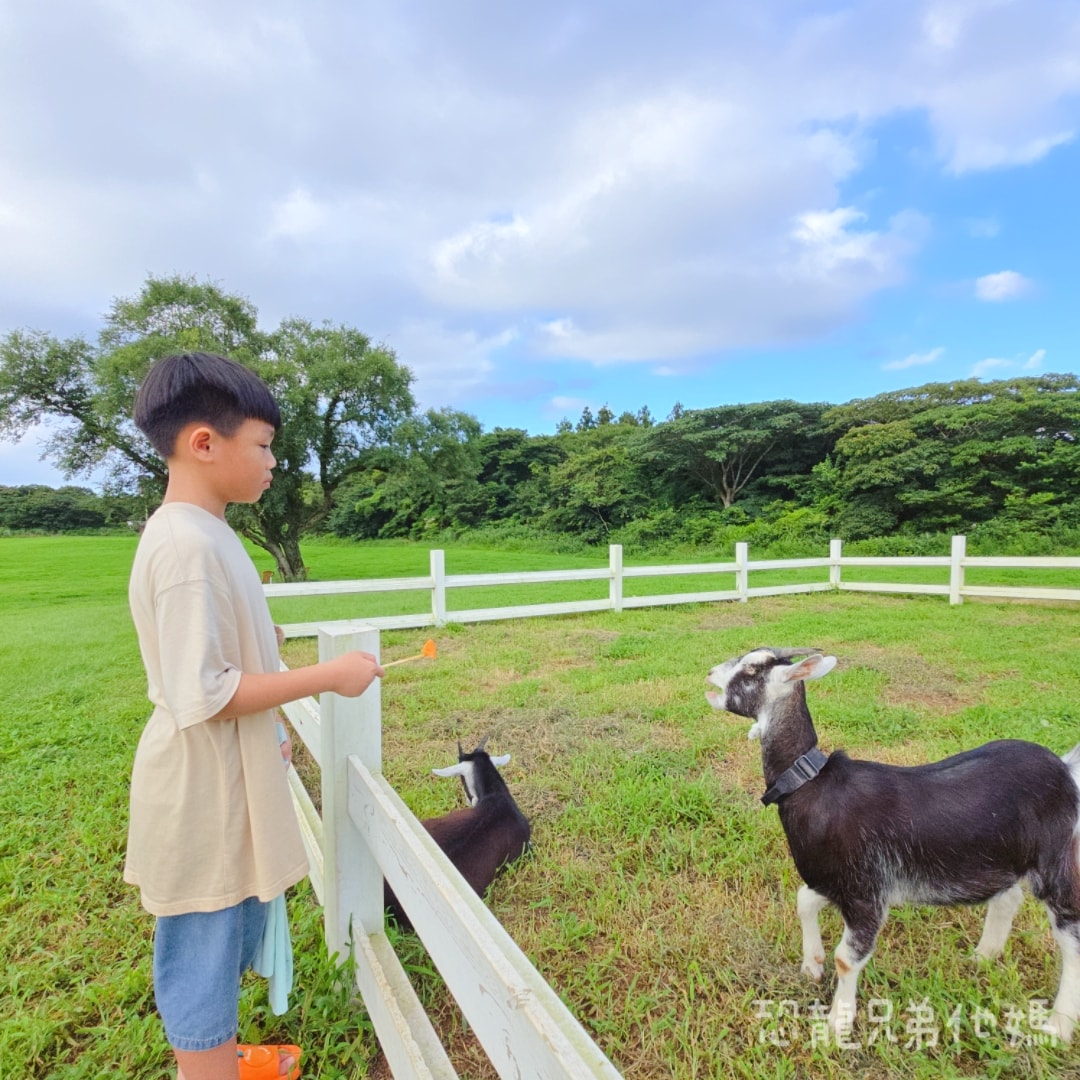 韓國‧濟州島│親子必玩 “ECOLAND 森林小火車樂園 “，夏日限定超刺激水槍大戰，園區好美好玩又好拍，大草皮上餵馬羊，限定表演秀!2025.8