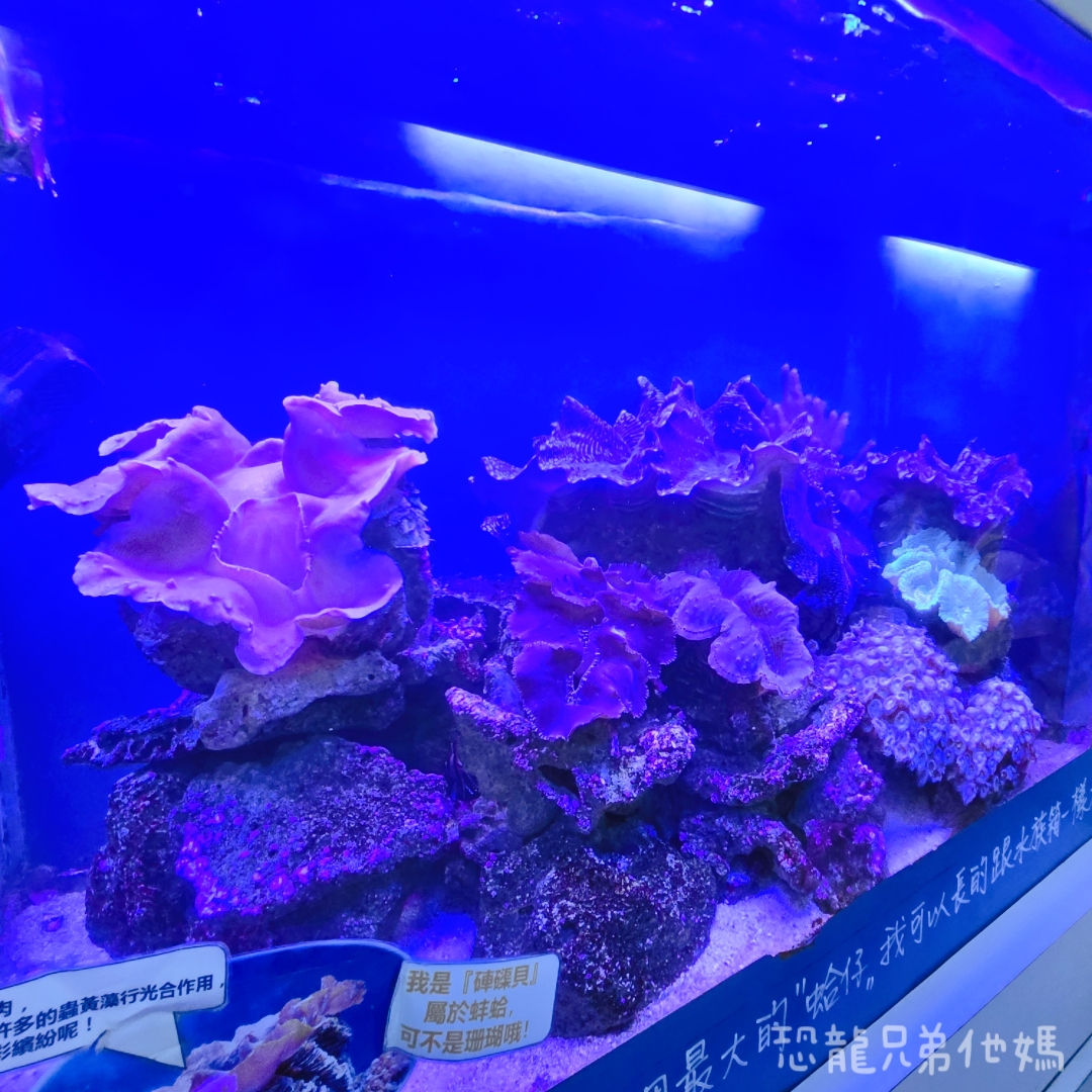 高雄‧鳥松】澄清湖海洋奇珍園│魚兒種類豐富、有觸摸區、多樣珊瑚、貝殼、恐龍蛋化石展示。預計營業到2025年12月31日