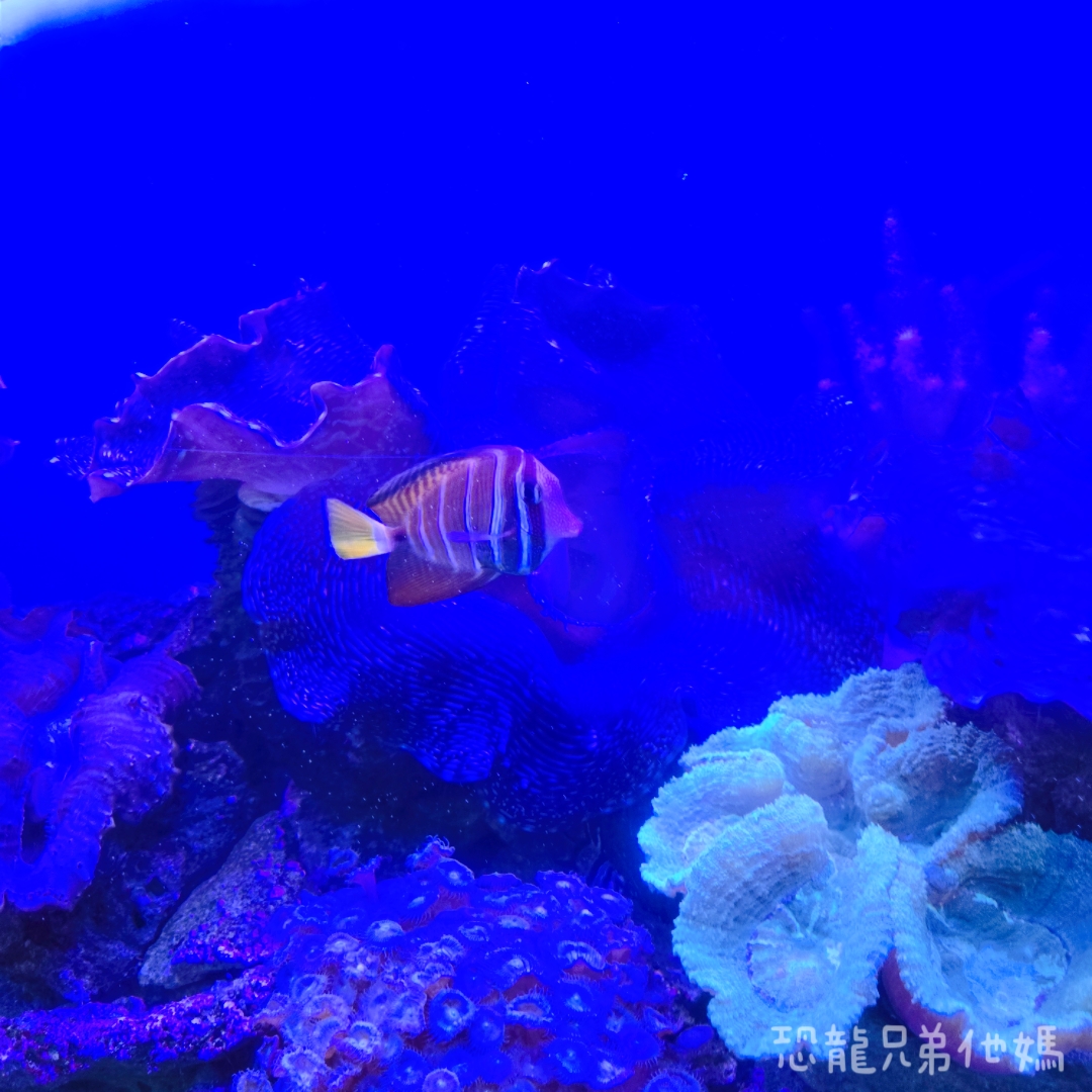 高雄‧鳥松】澄清湖海洋奇珍園│魚兒種類豐富、有觸摸區、多樣珊瑚、貝殼、恐龍蛋化石展示。預計營業到2025年12月31日