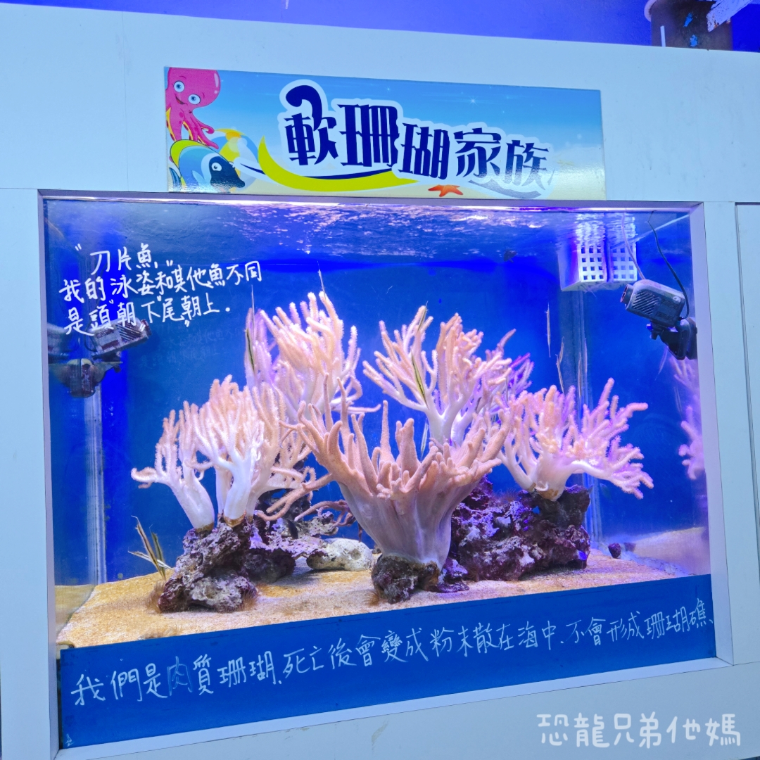 高雄‧鳥松】澄清湖海洋奇珍園│魚兒種類豐富、有觸摸區、多樣珊瑚、貝殼、恐龍蛋化石展示。預計營業到2025年12月31日