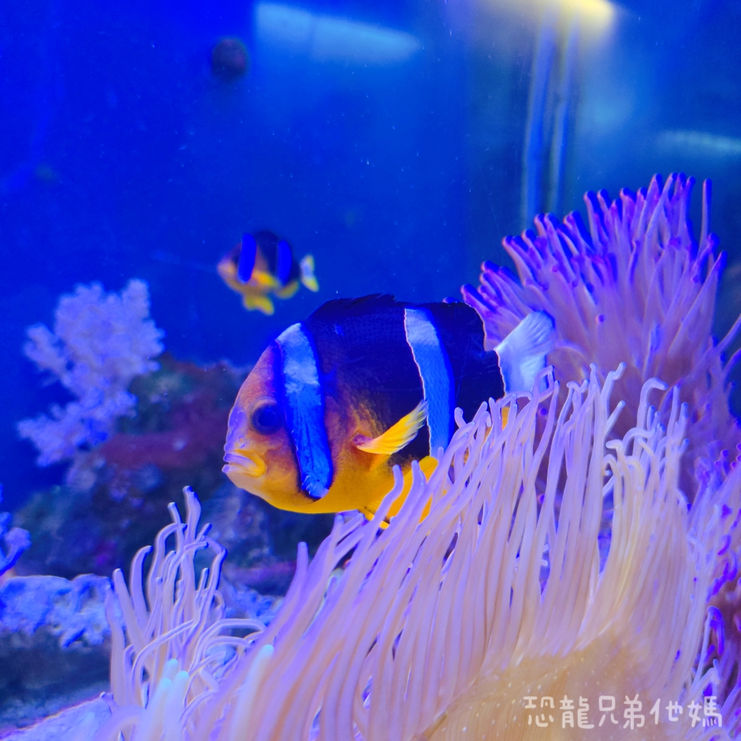 高雄‧鳥松】澄清湖海洋奇珍園│魚兒種類豐富、有觸摸區、多樣珊瑚、貝殼、恐龍蛋化石展示。預計營業到2025年12月31日
