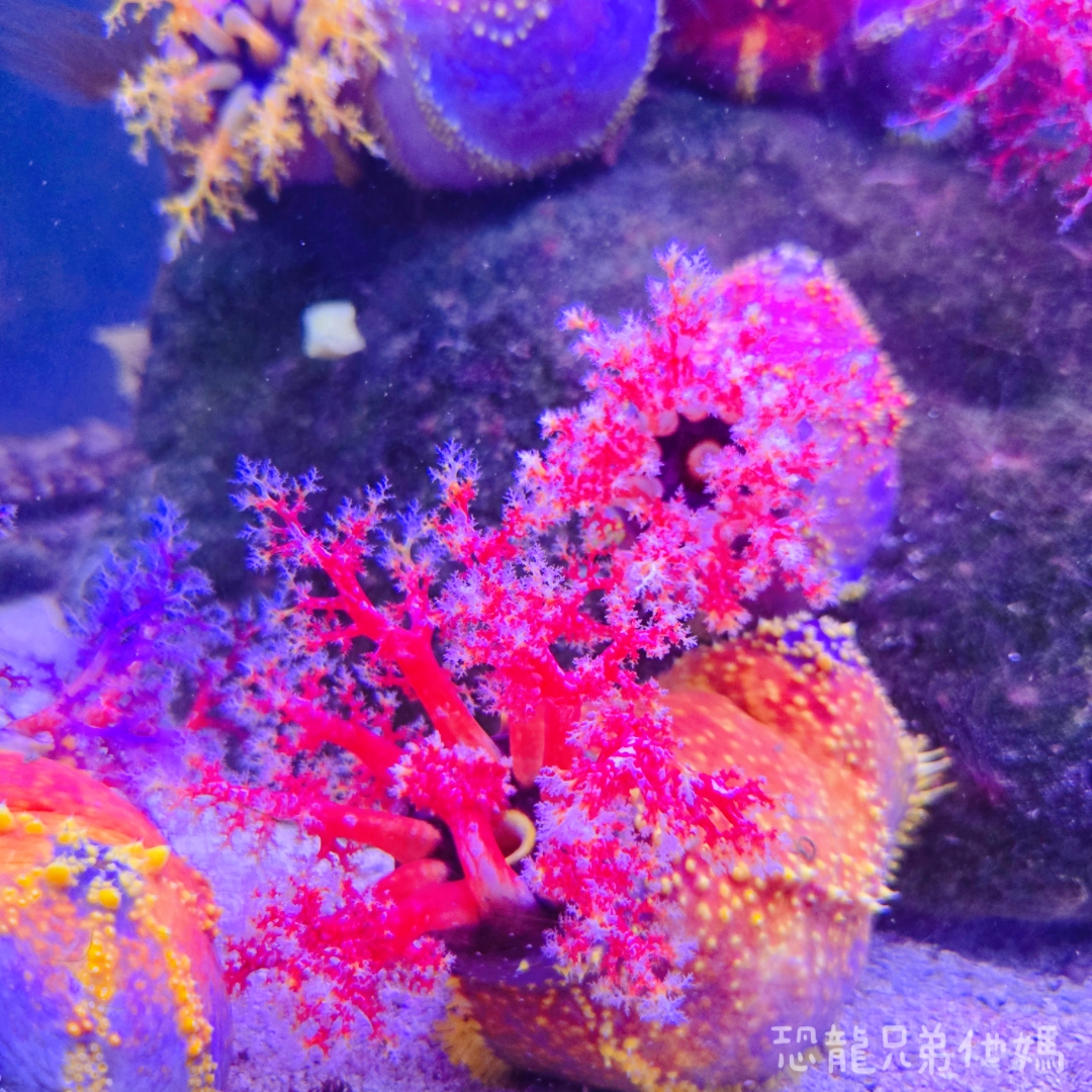 高雄‧鳥松】澄清湖海洋奇珍園│魚兒種類豐富、有觸摸區、多樣珊瑚、貝殼、恐龍蛋化石展示。預計營業到2025年12月31日