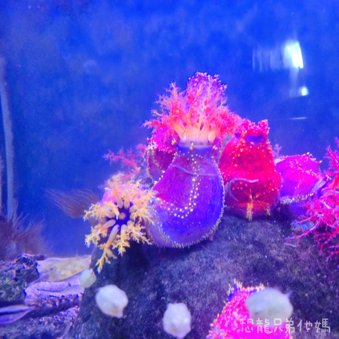 高雄‧鳥松】澄清湖海洋奇珍園│魚兒種類豐富、有觸摸區、多樣珊瑚、貝殼、恐龍蛋化石展示。預計營業到2025年12月31日