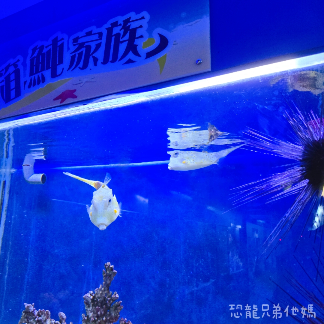 高雄‧鳥松】澄清湖海洋奇珍園│魚兒種類豐富、有觸摸區、多樣珊瑚、貝殼、恐龍蛋化石展示。預計營業到2025年12月31日
