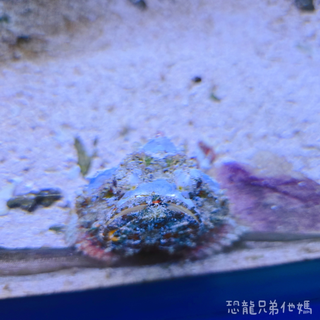 高雄‧鳥松】澄清湖海洋奇珍園│魚兒種類豐富、有觸摸區、多樣珊瑚、貝殼、恐龍蛋化石展示。預計營業到2025年12月31日