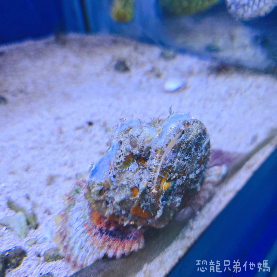 高雄‧鳥松】澄清湖海洋奇珍園│魚兒種類豐富、有觸摸區、多樣珊瑚、貝殼、恐龍蛋化石展示。預計營業到2025年12月31日