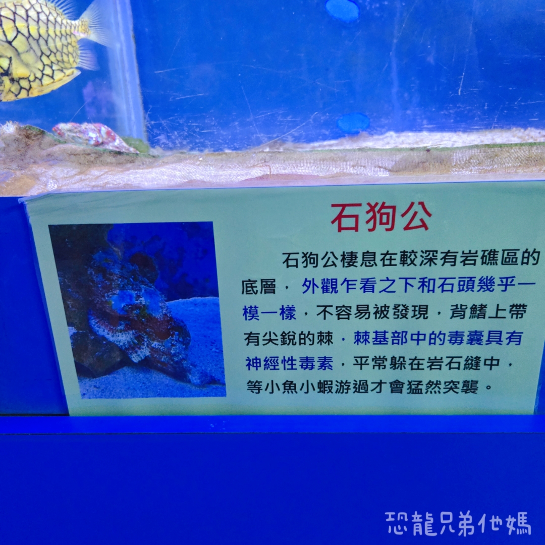 高雄‧鳥松】澄清湖海洋奇珍園│魚兒種類豐富、有觸摸區、多樣珊瑚、貝殼、恐龍蛋化石展示。預計營業到2025年12月31日