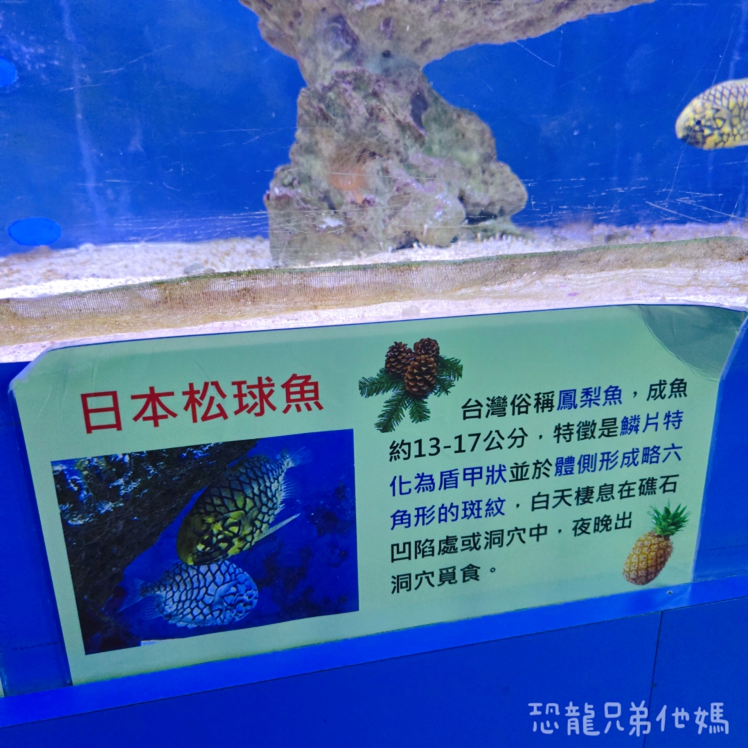高雄‧鳥松】澄清湖海洋奇珍園│魚兒種類豐富、有觸摸區、多樣珊瑚、貝殼、恐龍蛋化石展示。預計營業到2025年12月31日 - 第25張圖 高雄‧鳥松】澄清湖海洋奇珍園│魚兒種類豐富、有觸摸區、多樣珊瑚、貝殼、恐龍蛋化石展示。預計營業到2025年12月31日