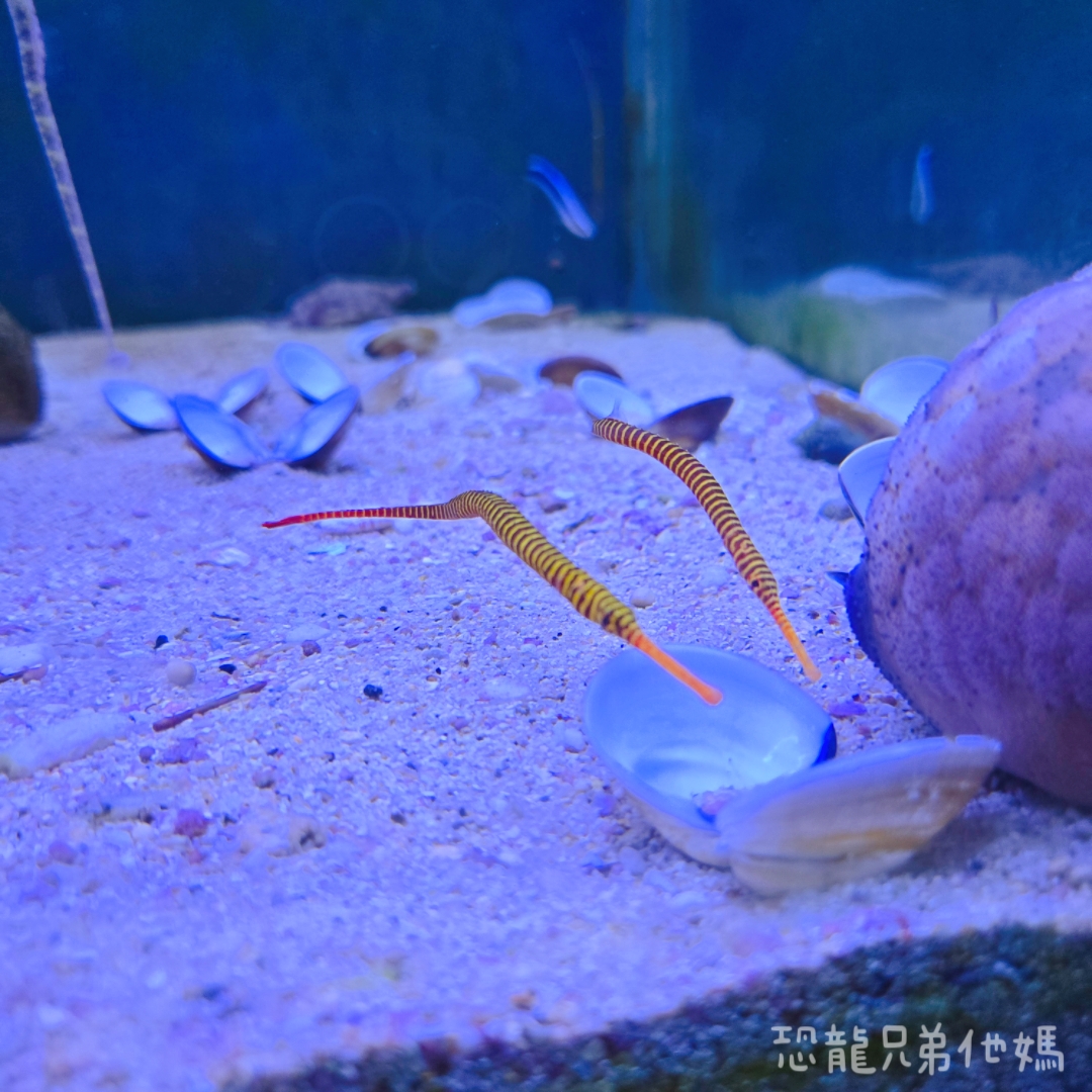 高雄‧鳥松】澄清湖海洋奇珍園│魚兒種類豐富、有觸摸區、多樣珊瑚、貝殼、恐龍蛋化石展示。預計營業到2025年12月31日