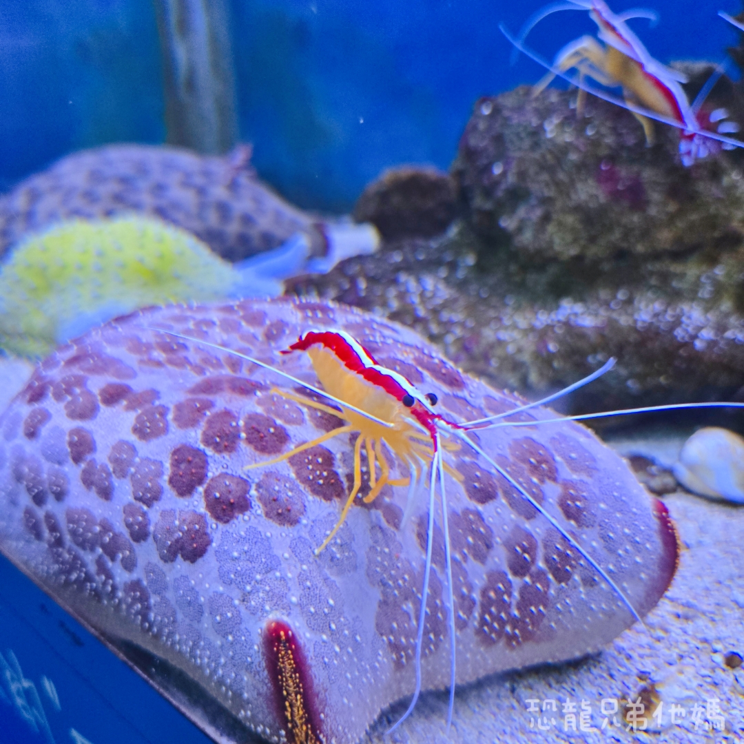 高雄‧鳥松】澄清湖海洋奇珍園│魚兒種類豐富、有觸摸區、多樣珊瑚、貝殼、恐龍蛋化石展示。預計營業到2025年12月31日 - 第27張圖 高雄‧鳥松】澄清湖海洋奇珍園│魚兒種類豐富、有觸摸區、多樣珊瑚、貝殼、恐龍蛋化石展示。預計營業到2025年12月31日