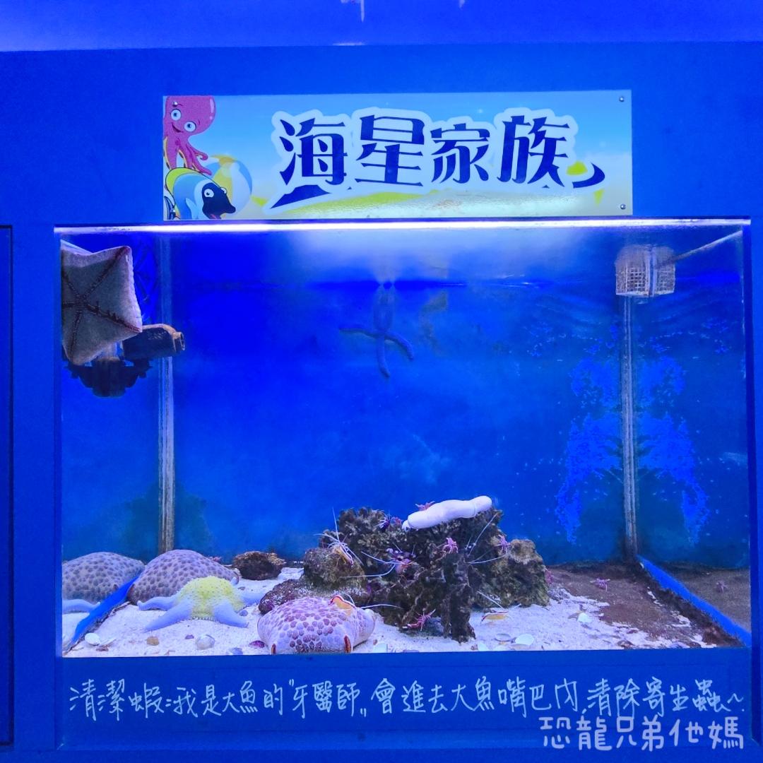 高雄‧鳥松】澄清湖海洋奇珍園│魚兒種類豐富、有觸摸區、多樣珊瑚、貝殼、恐龍蛋化石展示。預計營業到2025年12月31日 - 第28張圖 高雄‧鳥松】澄清湖海洋奇珍園│魚兒種類豐富、有觸摸區、多樣珊瑚、貝殼、恐龍蛋化石展示。預計營業到2025年12月31日