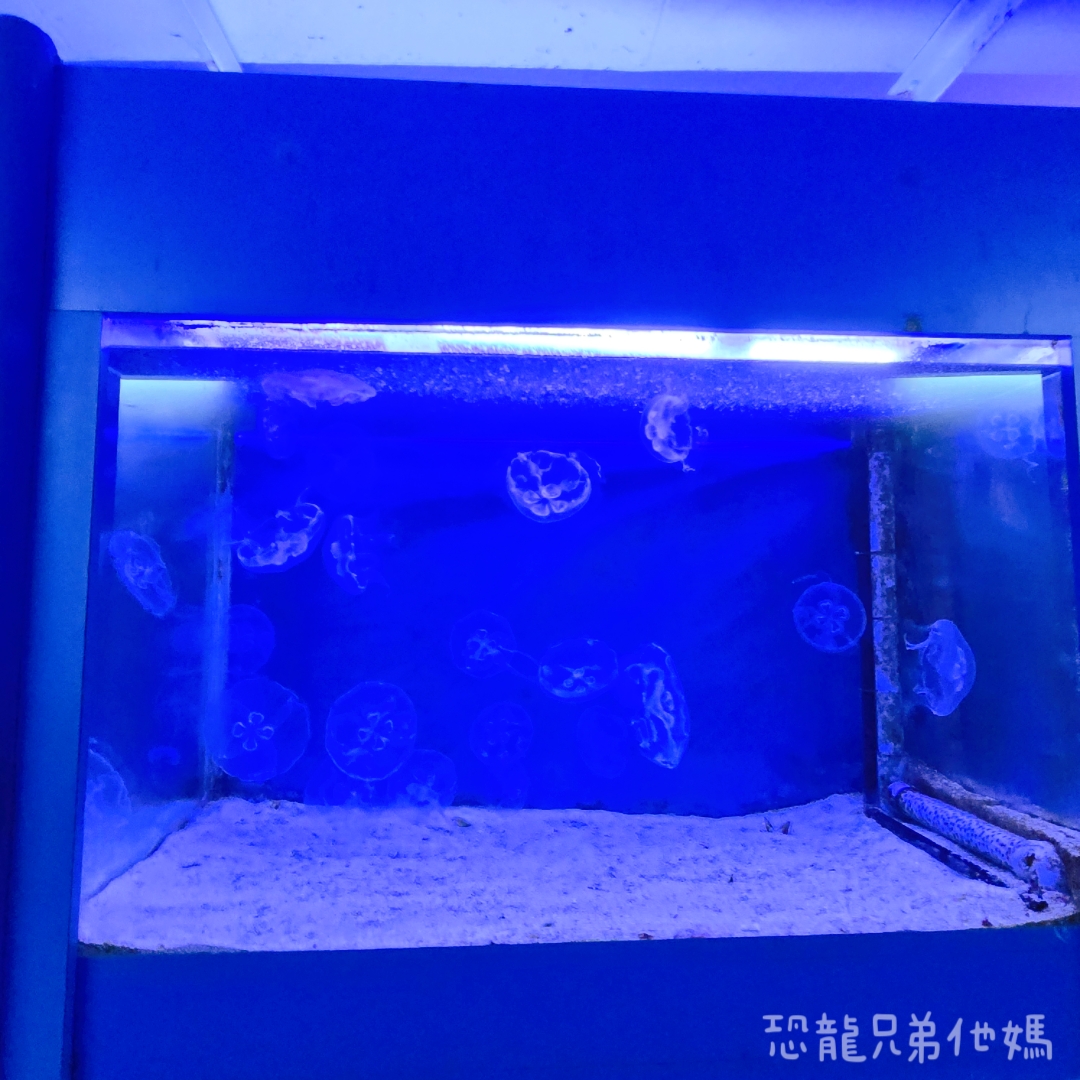 高雄‧鳥松】澄清湖海洋奇珍園│魚兒種類豐富、有觸摸區、多樣珊瑚、貝殼、恐龍蛋化石展示。預計營業到2025年12月31日