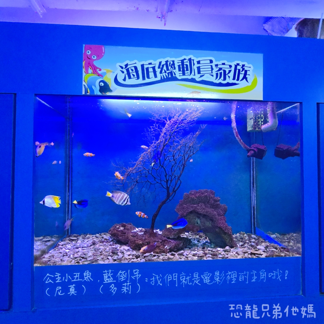高雄‧鳥松】澄清湖海洋奇珍園│魚兒種類豐富、有觸摸區、多樣珊瑚、貝殼、恐龍蛋化石展示。預計營業到2025年12月31日
