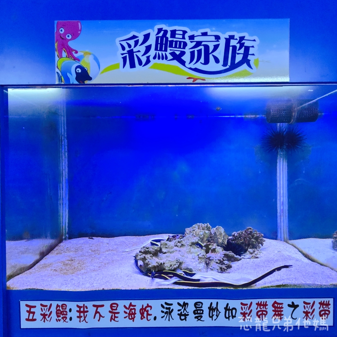高雄‧鳥松】澄清湖海洋奇珍園│魚兒種類豐富、有觸摸區、多樣珊瑚、貝殼、恐龍蛋化石展示。預計營業到2025年12月31日