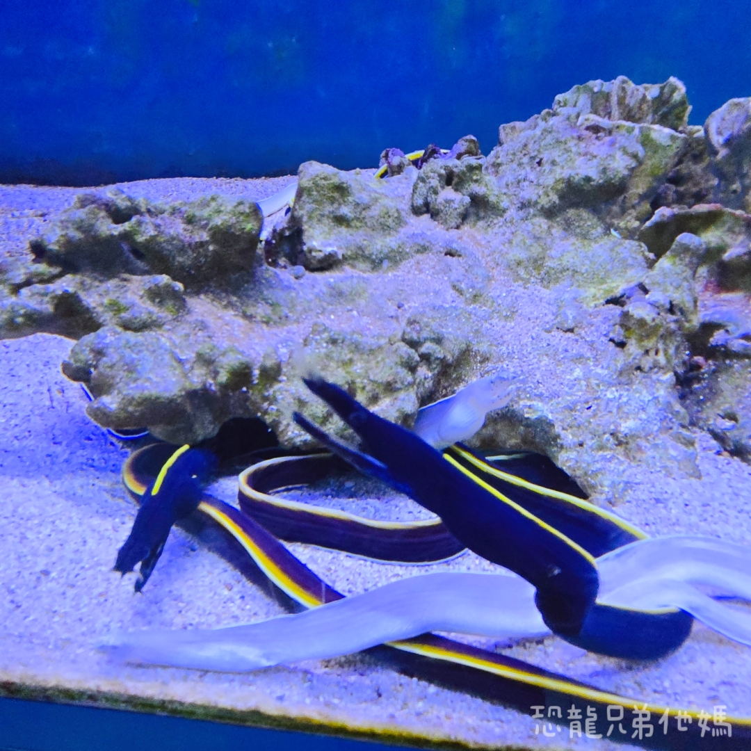 高雄‧鳥松】澄清湖海洋奇珍園│魚兒種類豐富、有觸摸區、多樣珊瑚、貝殼、恐龍蛋化石展示。預計營業到2025年12月31日