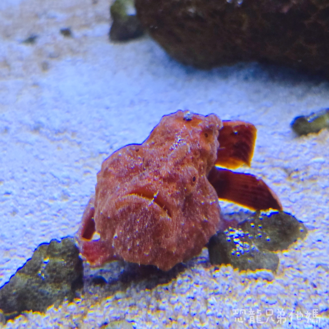 高雄‧鳥松】澄清湖海洋奇珍園│魚兒種類豐富、有觸摸區、多樣珊瑚、貝殼、恐龍蛋化石展示。預計營業到2025年12月31日