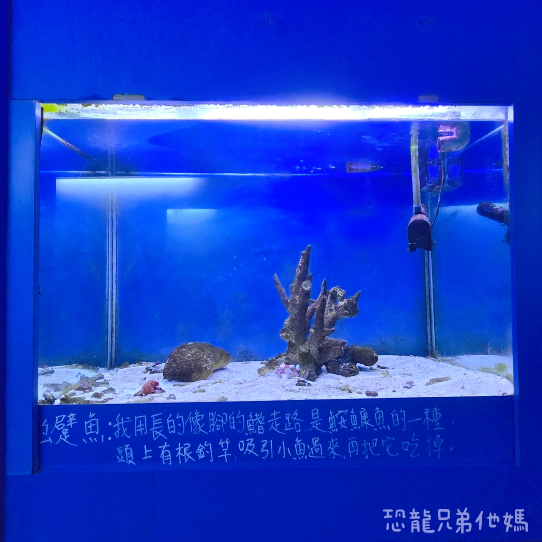 高雄‧鳥松】澄清湖海洋奇珍園│魚兒種類豐富、有觸摸區、多樣珊瑚、貝殼、恐龍蛋化石展示。預計營業到2025年12月31日