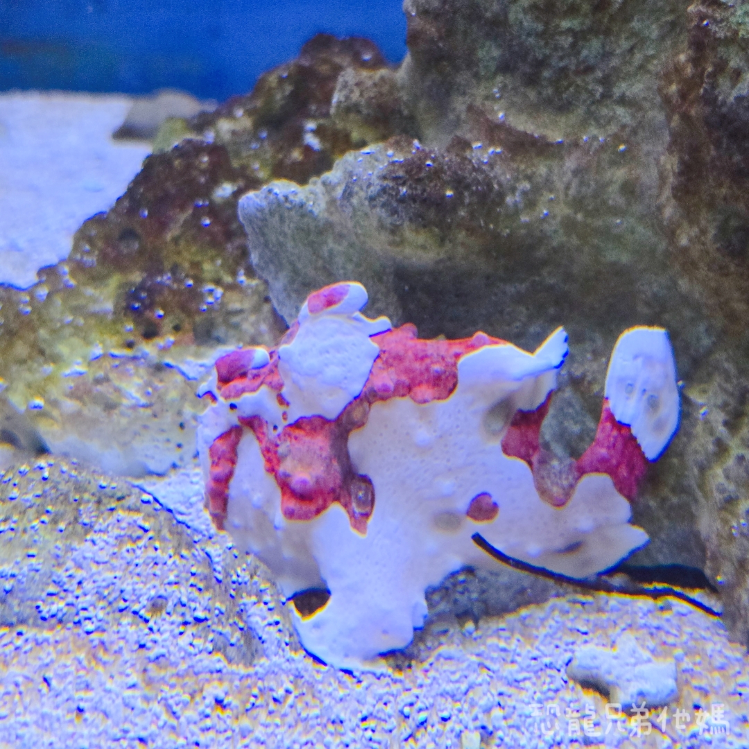 高雄‧鳥松】澄清湖海洋奇珍園│魚兒種類豐富、有觸摸區、多樣珊瑚、貝殼、恐龍蛋化石展示。預計營業到2025年12月31日 - 第36張圖 高雄‧鳥松】澄清湖海洋奇珍園│魚兒種類豐富、有觸摸區、多樣珊瑚、貝殼、恐龍蛋化石展示。預計營業到2025年12月31日